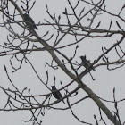 European Starlings