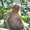 Bonnet Macaque