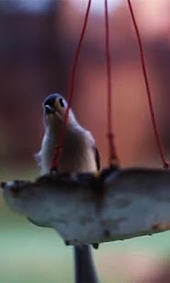 Download Bird Live wallpaper APK for Android