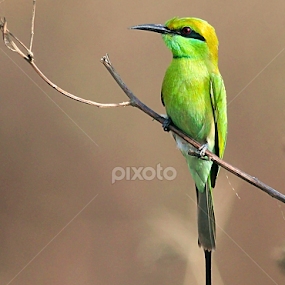 Green Bee-eater (Merops orientalis) by Anand Amembal - Animals Birds