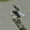 Common Whitetail Dragonfly (male)