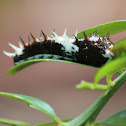 Orchard Swallowtail Butterfly Caterpillar