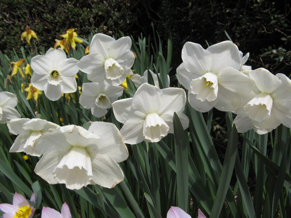 stainless daffodil