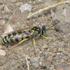 Sand wasp (male)