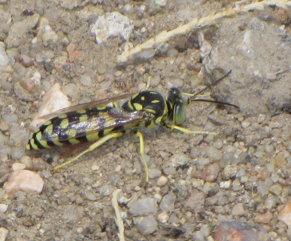 Sand wasp (male)