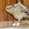 Barn Owl