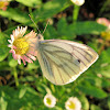 The Green-veined White
