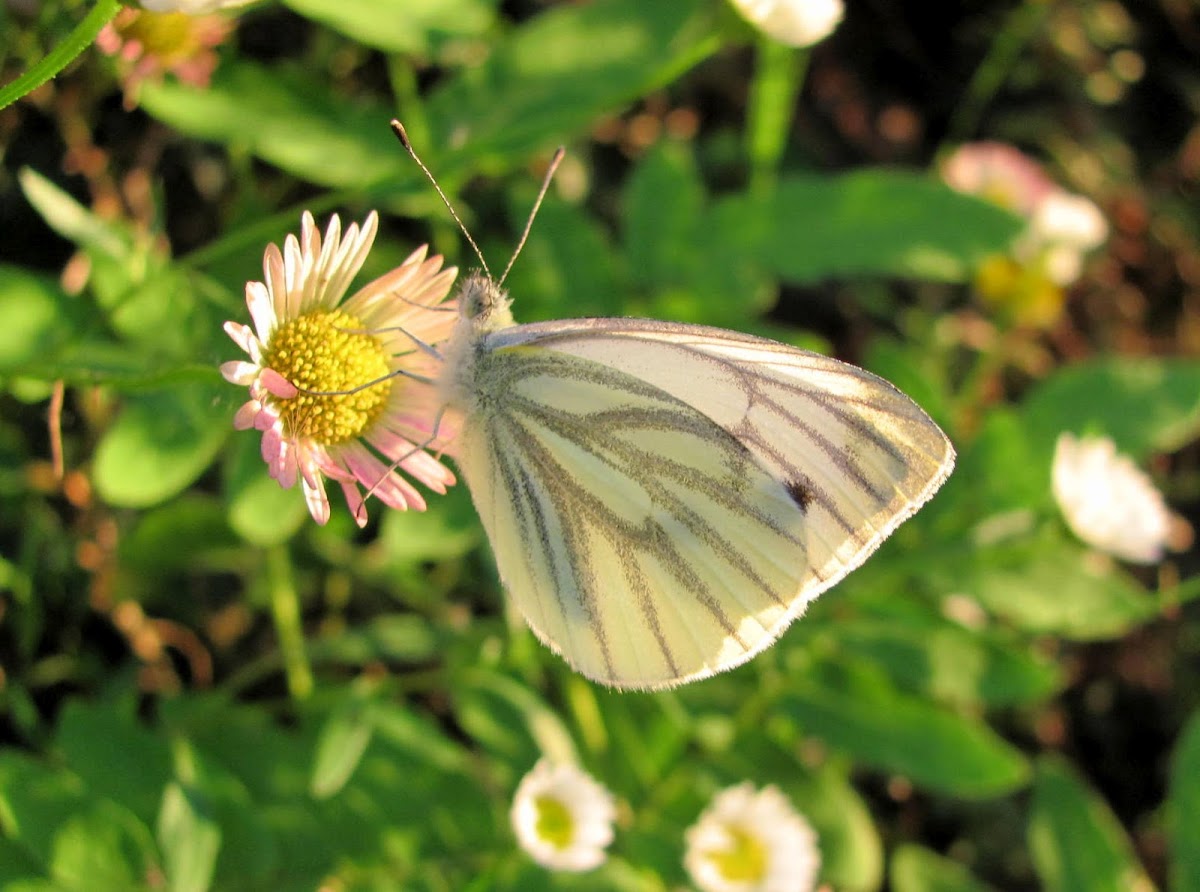 The Green-veined White