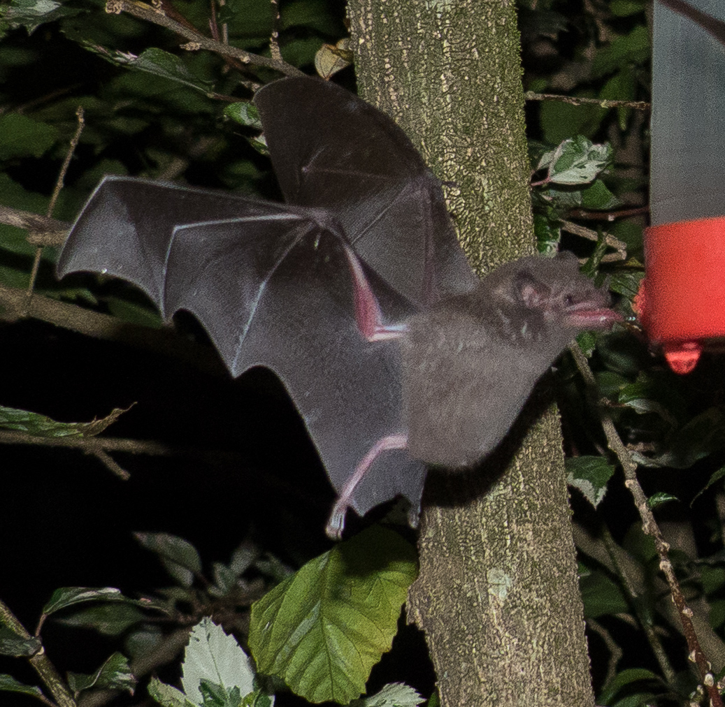 Pallas's Long-Tongued bat