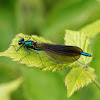 Beautiful Demoiselle