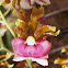 Orquídea , posible Oncidium