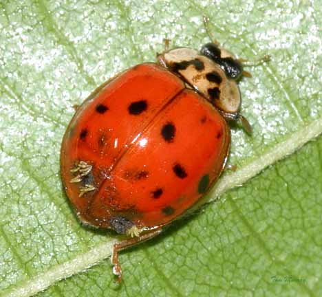 Multicolored Asian Lady Beetle infected with Laboulbeniales fungus