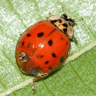 Multicolored Asian Lady Beetle infected with Laboulbeniales fungus