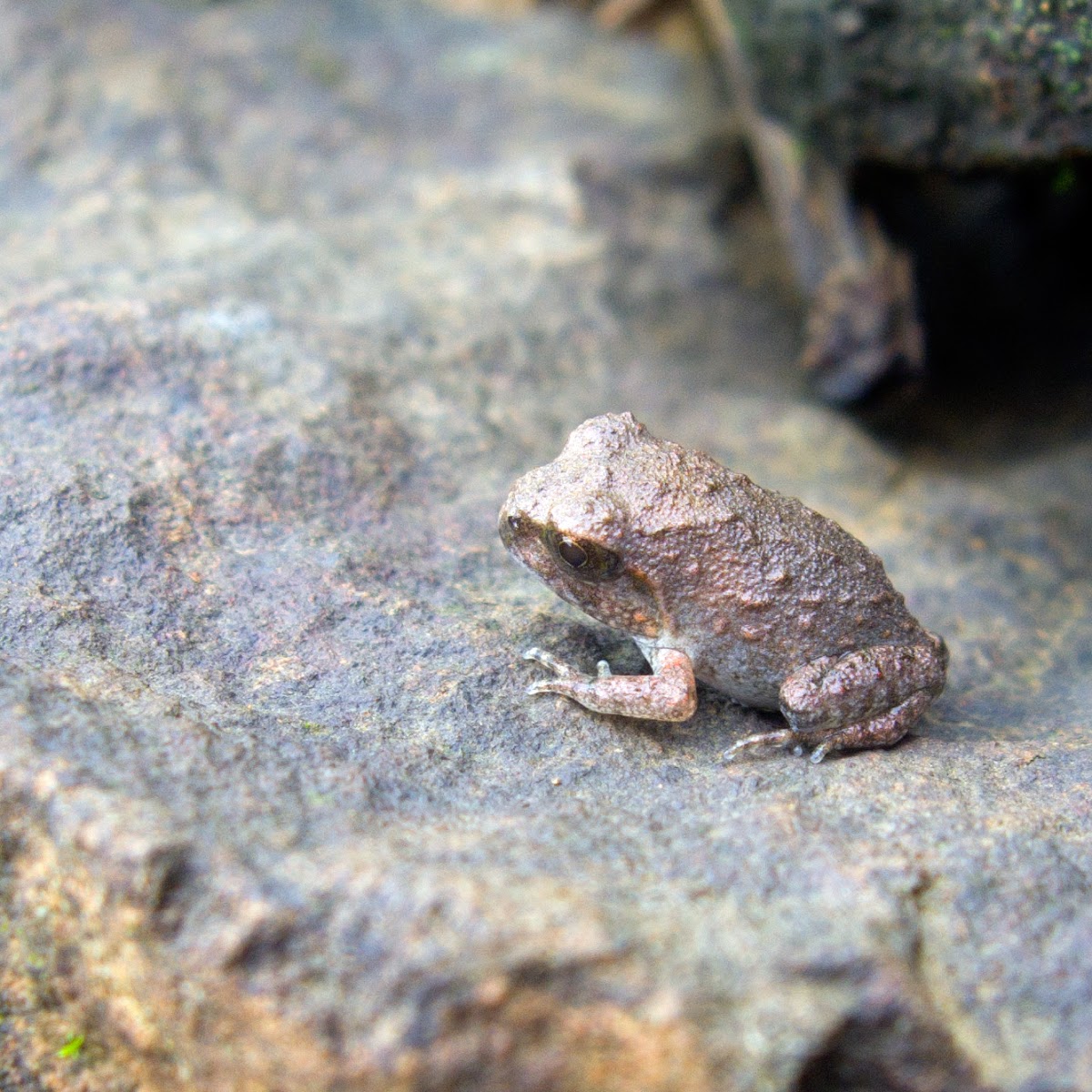 Toad (Duttaphrynus melanostictus), juvenile