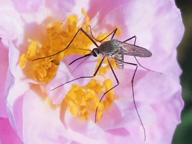 Mosquito (Male)