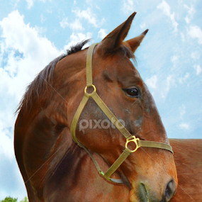 Everess Connection by Kirsi Bertolini - Animals Horses