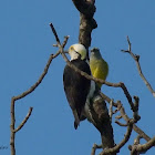 Picapau branco (White Woodpecker)