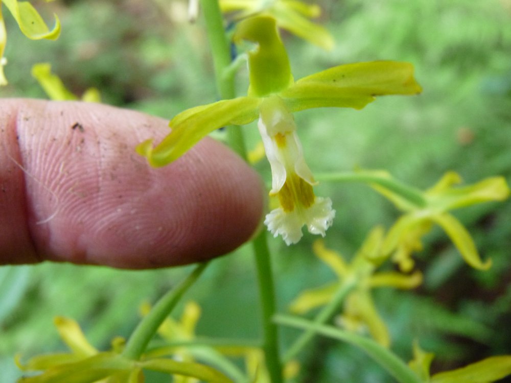 Green-flowered Cephalantheropsis