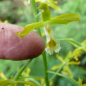 Green-flowered Cephalantheropsis
