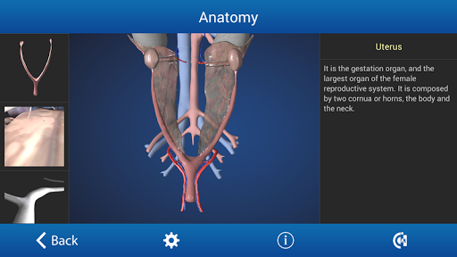 Ovariectomy in Dogs Free