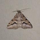 Signate Looper Moth