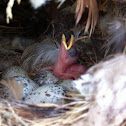 House sparrow