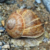 Burgundy snail/escargot
