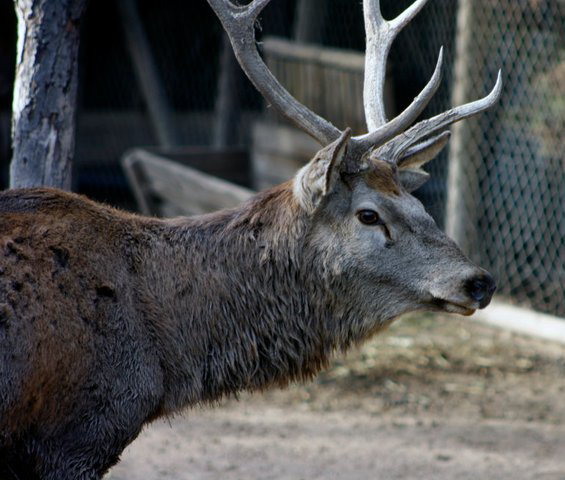 Ciervo Rojo / Red Deer