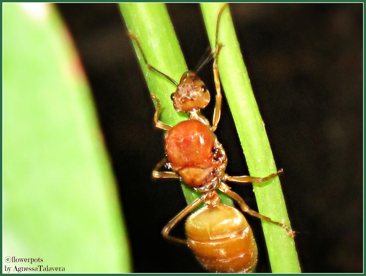 Mated Queen Green Ant
