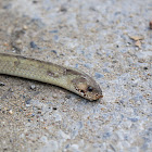 uncertain snake