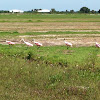 roseate spoonbill