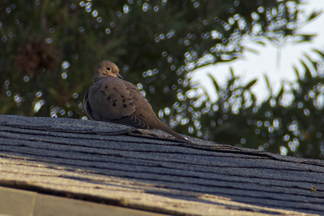 (Male) Mourning Dove