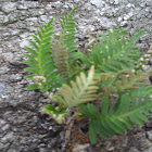 Resurrection fern