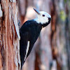 White-headed woodpecker female