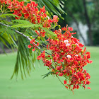 Royal Poinciana (Flame Tree)