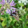 Silver-Spotted Skipper