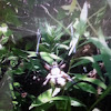 orb spider