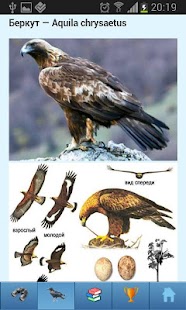 EcoGuide: Russian Birds Screenshots 1