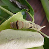 Caterpillar of the Common Lime Butterfly