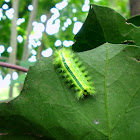 Slug Moth Caterpilla