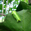 Slug Moth Caterpilla