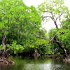 Red mangrove (forest)