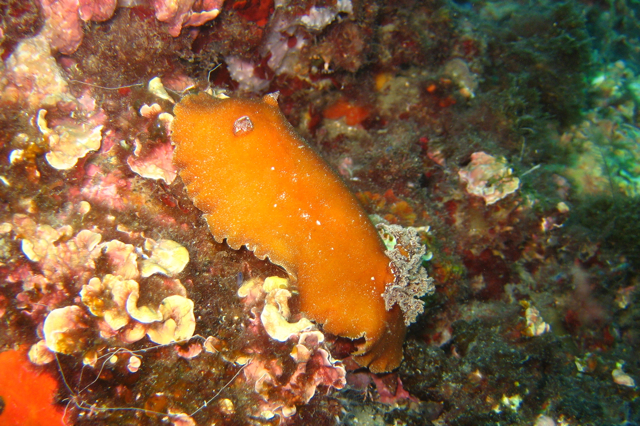 Nudibranch Platydoris sanguinea
