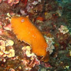 Nudibranch Platydoris sanguinea
