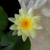 Water lily