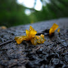 Jelly Fungi