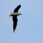 Black-heade Gull