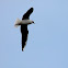 Black-heade Gull