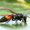 Lesser banded hornet
