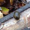 Common Garden Slug